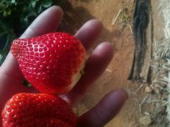 -肯德基(庄河店)