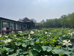 -莲花池公园