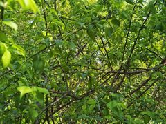 -蜀冈西峰生态公园