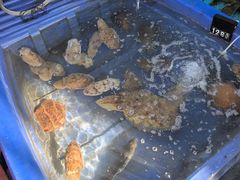 -蓝湾碧波·老字号·疍家非遗海上餐厅