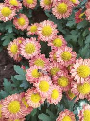 点击看大图 -云湖游乐园