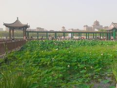 -莲花池公园