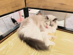 -喵匠猫主题咖啡(凯德和平广场店)