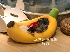 -momokira米努特·德文卷毛猫·棉花面纱犬