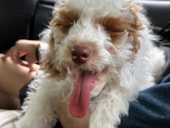 -瑞派康怡24h宠物医院·犬猫医疗中心·微创绝育(瑞景分院)