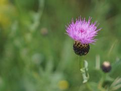 -塞罕坝国家级自然保护区