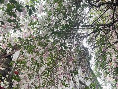 -深圳国际园林花卉博览园