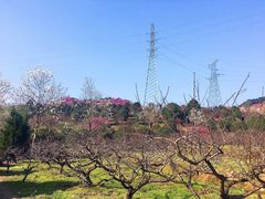 -新建村梅花