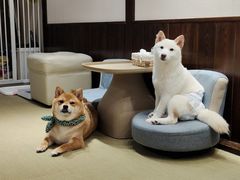 -逗柴咖啡屋·狗咖猫咖宠物桌游