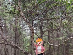 -苏木山森林公园