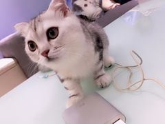 -喵的天空名猫咖啡馆·撸猫·猫舍·用品