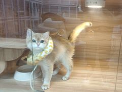 -喵百万·布偶·蓝金金渐层英短·猫舍(百子湾店)