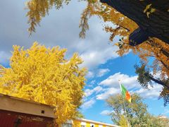 -三里屯东五街银杏大道