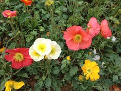 iphone_upload_pic-保利石象湖景区