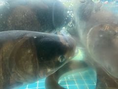 -浔味·山屿湖·正宗淳牌全鱼宴老字号