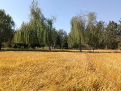 -北坞公园