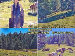 -莫尔道嘎国家森林公园