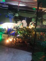 -恐龙探索乐园(磁器口店)