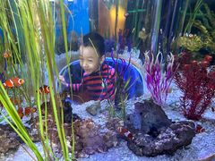 -瑞普利水族馆