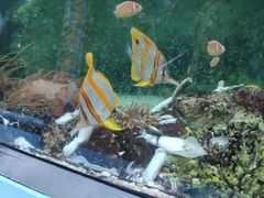 -悉尼海洋生物水族馆