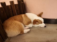 -浣熊柯尔鸭土拨鼠·电玩咖