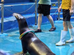 -烟台海昌鲸鲨海洋公园