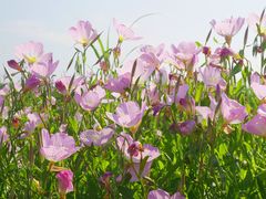 -洋湖国家湿地公园