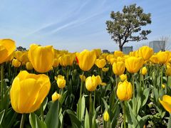 -大宁郁金香公园-停车场