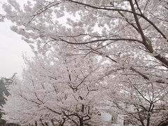 -武汉大学-樱园