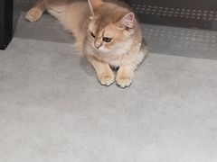 -琪喵猫屋·撸猫猫咖·猫舍