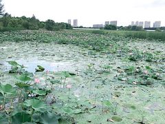 -哈尔滨大剧院