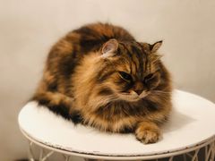 -猫儿山۰猫主题餐厅