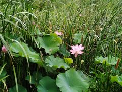 -白鹭湾湿地公园