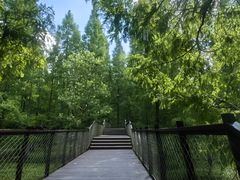 -黄海国家森林公园