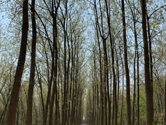 -合肥滨湖国家森林公园