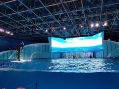 -海合安青岛极地海洋公园
