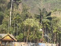 -西双版纳原始森林公园