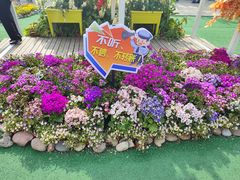 -荷兰花海