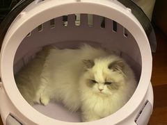 -momokira米努特·德文卷毛猫·棉花面纱犬