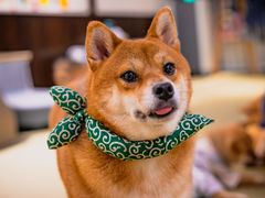 -逗柴咖啡屋·狗咖猫咖宠物桌游
