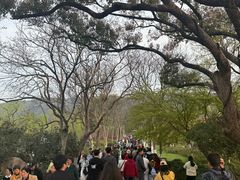 -西湖游船