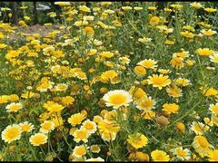 -西京湾花海