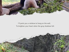 -都江堰中华大熊猫苑