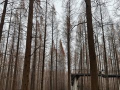 -黄海国家森林公园