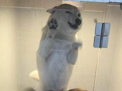 -汪小喵宠物·戴维斯乐芳希施宠馨宝皮毛调理洗护店