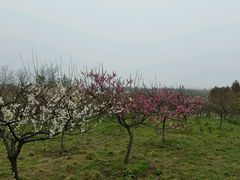 梅林-上海海湾国家森林公园