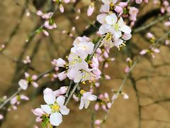 -鹫峰国家森林公园