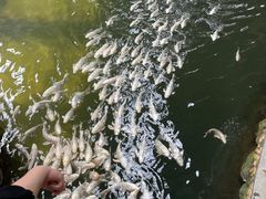 -南宫五洲植物乐园