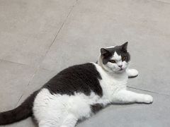 -Heymao猫咖.咖啡厅(东门店)