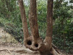 -上海佘山国家森林公园天马山园